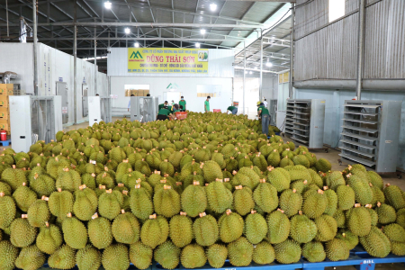 Thêm 163 vùng trồng sầu riêng được Trung Quốc cấp mã